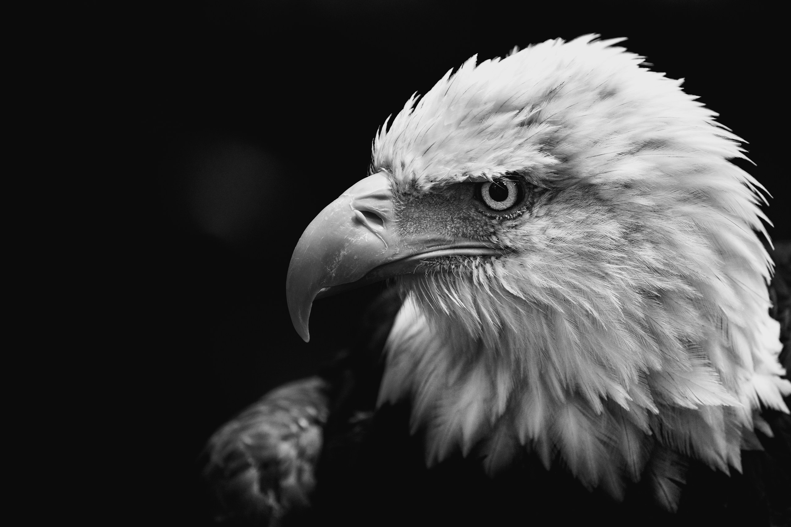 Did somebody order freedom?