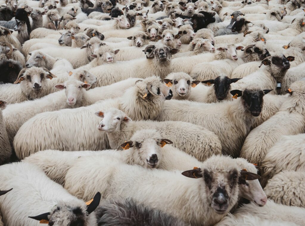 Crowded herd of white sheep with orange ear tags, facing the camera in a dense flock.