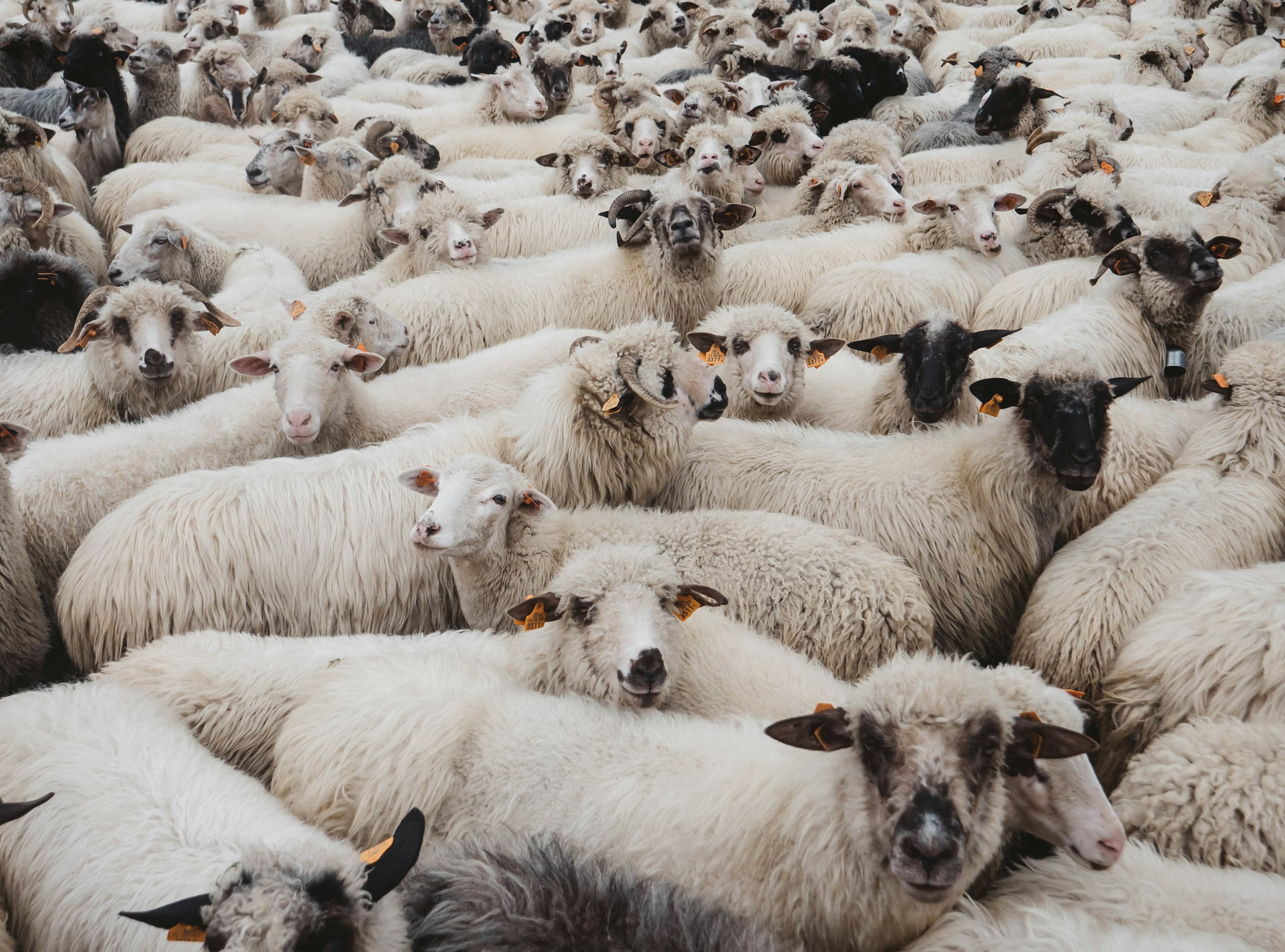 Crowded herd of white sheep with orange ear tags, facing the camera in a dense flock.